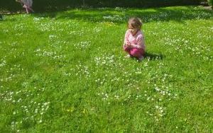 Pszczółki poznają łąkę (6)