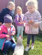 Słoneczka w Krainie Alpak (14)