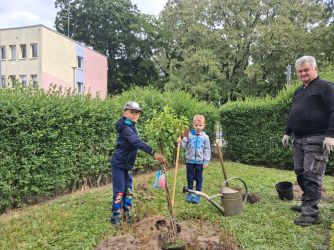 Słoneczka sadzą drzewo (7)