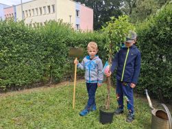 Słoneczka sadzą drzewo (4)