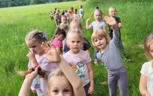 Pszczółki (3)