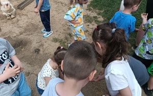 Alpaki (4)