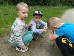 Słoneczka w lesie (14)