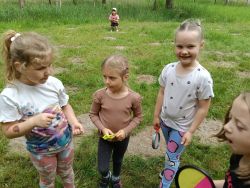 Słoneczka w lesie (6)