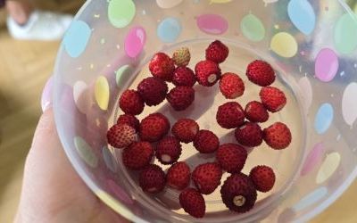 Letnie przysmaki w grupie Krasnale (15)