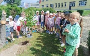 Drzewko pamięci - grupa Zuchy (9)