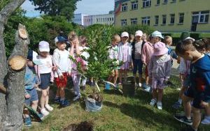 Drzewko pamięci - grupa Zuchy (11)