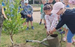 Drzewko pamięci - grupa Zuchy (3)