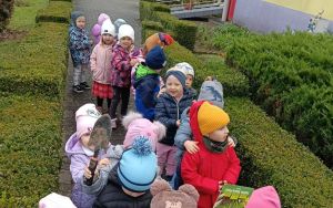 Krasnale sadzą szafirki (9)