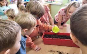 Słoneczka zakładają  Zielony Ogródek w sali (9)