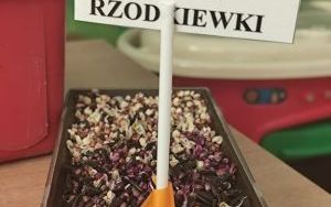 Słoneczka zakładają  Zielony Ogródek w sali (2)