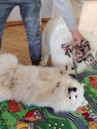 Czworonożni goście u Krasnali (3)