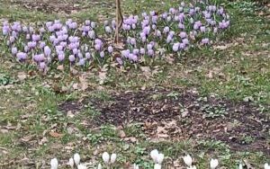 Misie witają wiosnę (3)