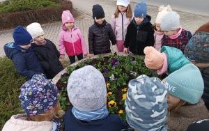 Misie witają wiosnę (4)