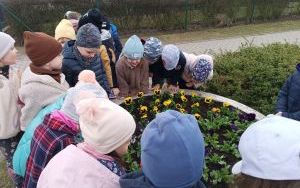 Misie witają wiosnę (5)