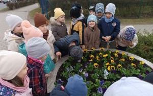 Misie witają wiosnę (6)