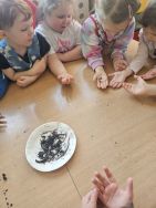 Krasnale - mali badacze przyrody (8)