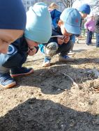 Krasnale - mali badacze przyrody (17)