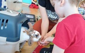 Smerfy i zwierzęta  (14)