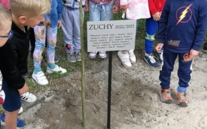 Zuchy sadzą drzewko (5)