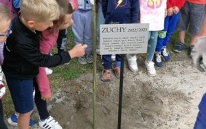 Zuchy sadzą drzewko (6)