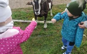 Wycieczka do Zagrody Edukacyjnej ,,Zakątek Bliżej Ziemi" - Misie (3)